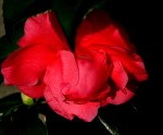 rosso fiore