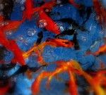 rosso blu